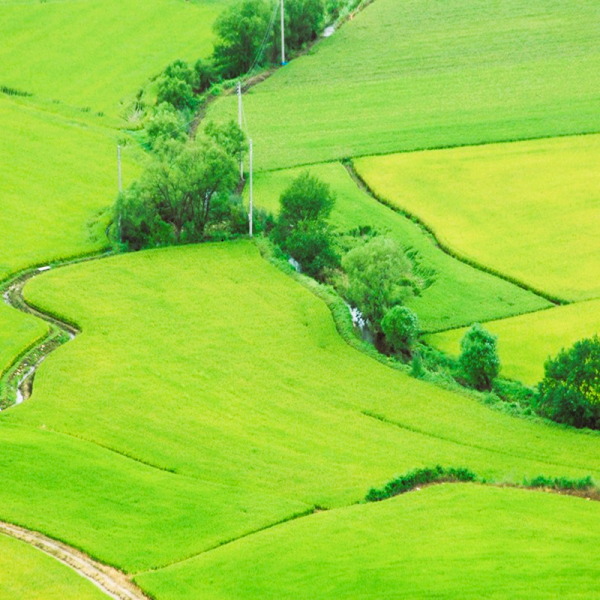 철원동신미곡처리장 두루웰철원오대쌀,[철원동신미곡 26년산 DMZ햅쌀] 4KG두루웰철원오대햅쌀(찰지고 맛있는쌀)